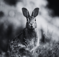 rabbit
