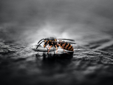 pest control wasp