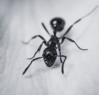 pharaoh ant