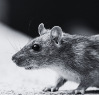 rat