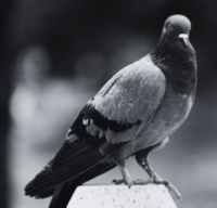 bird