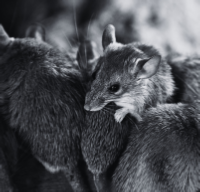 mice