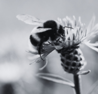 bee