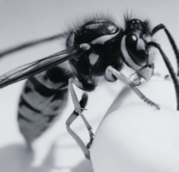 wasp