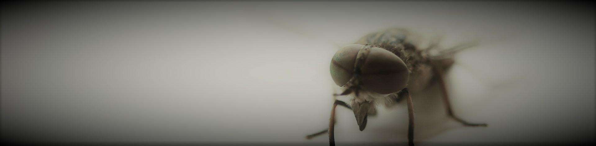 Pestbgone Buckinghamshire Housefly