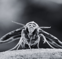 moth