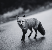 fox