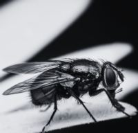 cluster fly