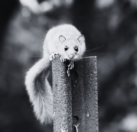 glis glis